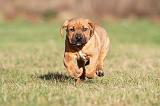 TOSA INU 152
